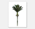 Nikau Art Print Your Decal Shop Wall Decal NZ