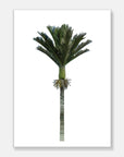 Nikau Art Print Your Decal Shop Wall Decal NZ