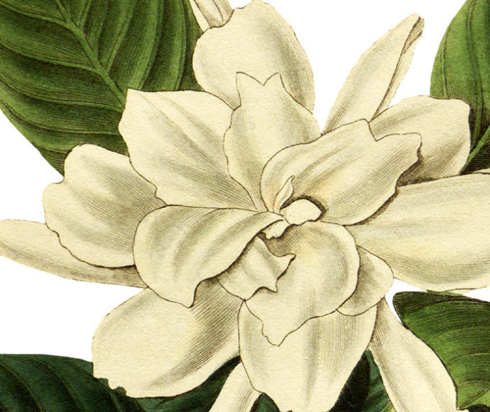 Oval Leaved Gardenia Wall Decal