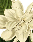 Oval Leaved Gardenia Wall Decal