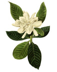 Oval Leaved Gardenia Wall Decal