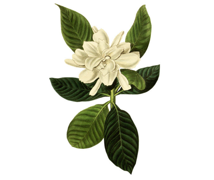 Oval Leaved Gardenia Wall Decal