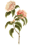 Palmers Double Sasanqua Wall Decal