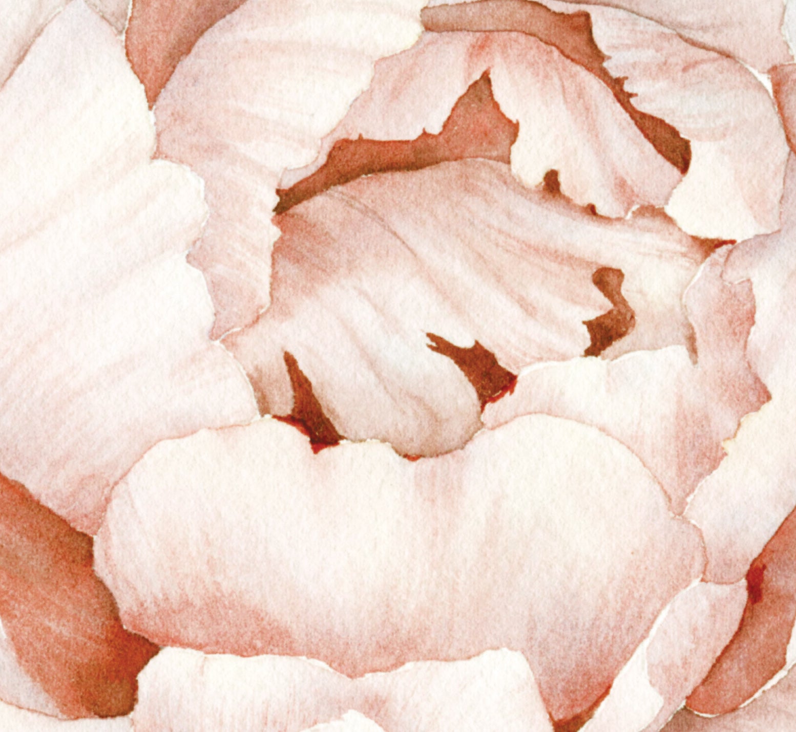 Peach Peonies Wall Decal Your Decal Shop Wall Decal NZ