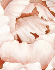 Peach Peonies Wall Decal Your Decal Shop Wall Decal NZ