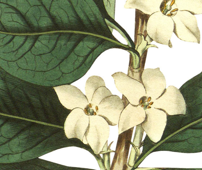 Round Leaved Gardenia Wall Decal