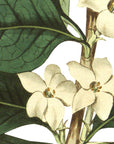 Round Leaved Gardenia Wall Decal