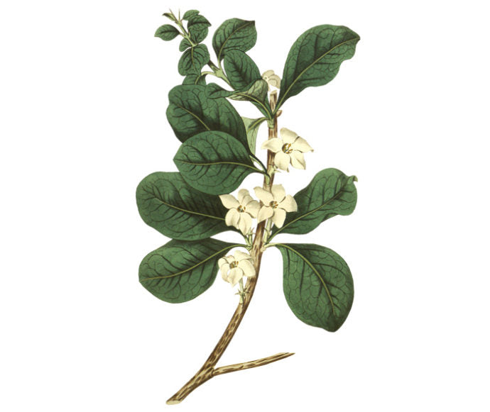 Round Leaved Gardenia Wall Decal