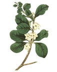 Round Leaved Gardenia Wall Decal