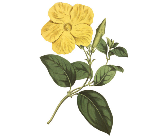 Savanna Flower Wall Decal