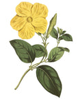 Savanna Flower Wall Decal
