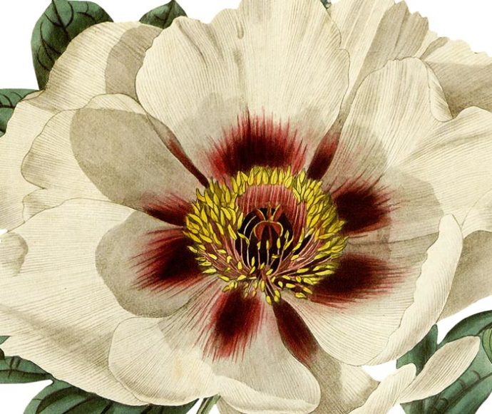 Single Flowered Moutan Wall Decal