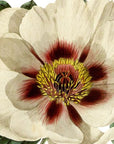 Single Flowered Moutan Wall Decal