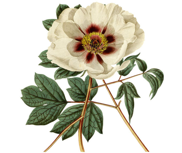Single Flowered Moutan Wall Decal