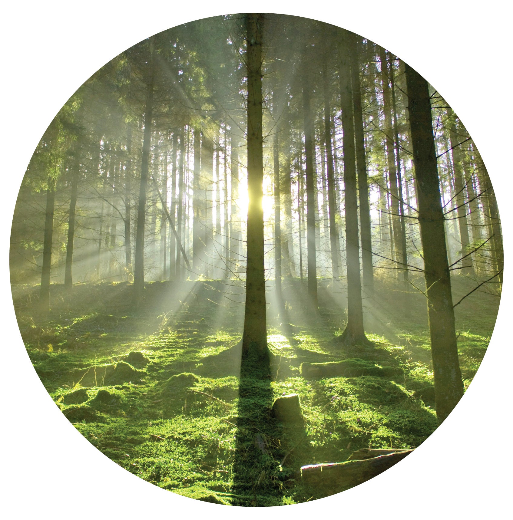 Spring Trees Mural Dot Your Decal Shop Wall Decal NZ