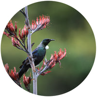 Tui On Flax Flower Mural Dot Your Decal Shop Wall Decal NZ