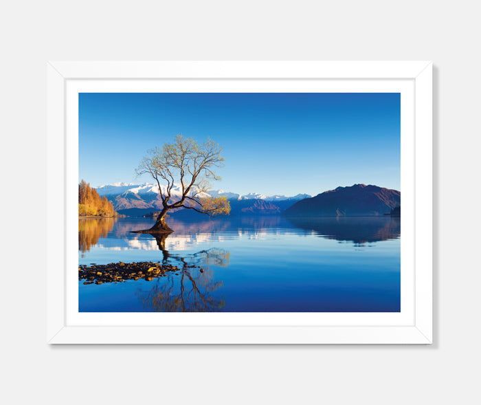 Wanaka Tree Art Print Your Decal Shop Wall Decal NZ