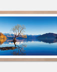 Wanaka Tree Art Print Your Decal Shop Wall Decal NZ