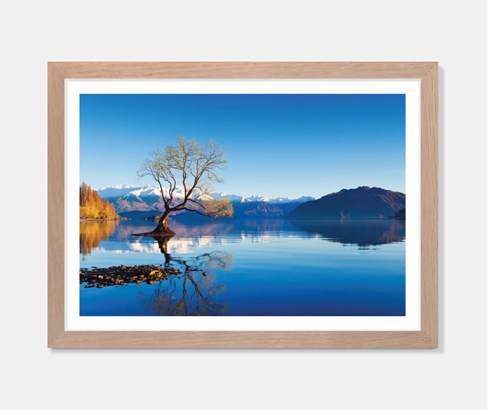 Wanaka Tree Art Print Your Decal Shop Wall Decal NZ