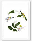 Wax Eyes In Native Clematis Art Print Your Decal Shop Wall Decal NZ