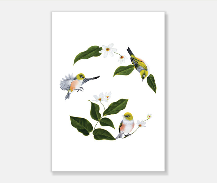 Wax Eyes In Native Clematis Art Print Your Decal Shop Wall Decal NZ