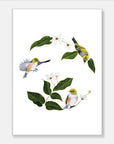 Wax Eyes In Native Clematis Art Print Your Decal Shop Wall Decal NZ