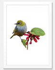 Wax Eye Art Print Your Decal Shop Wall Decal NZ