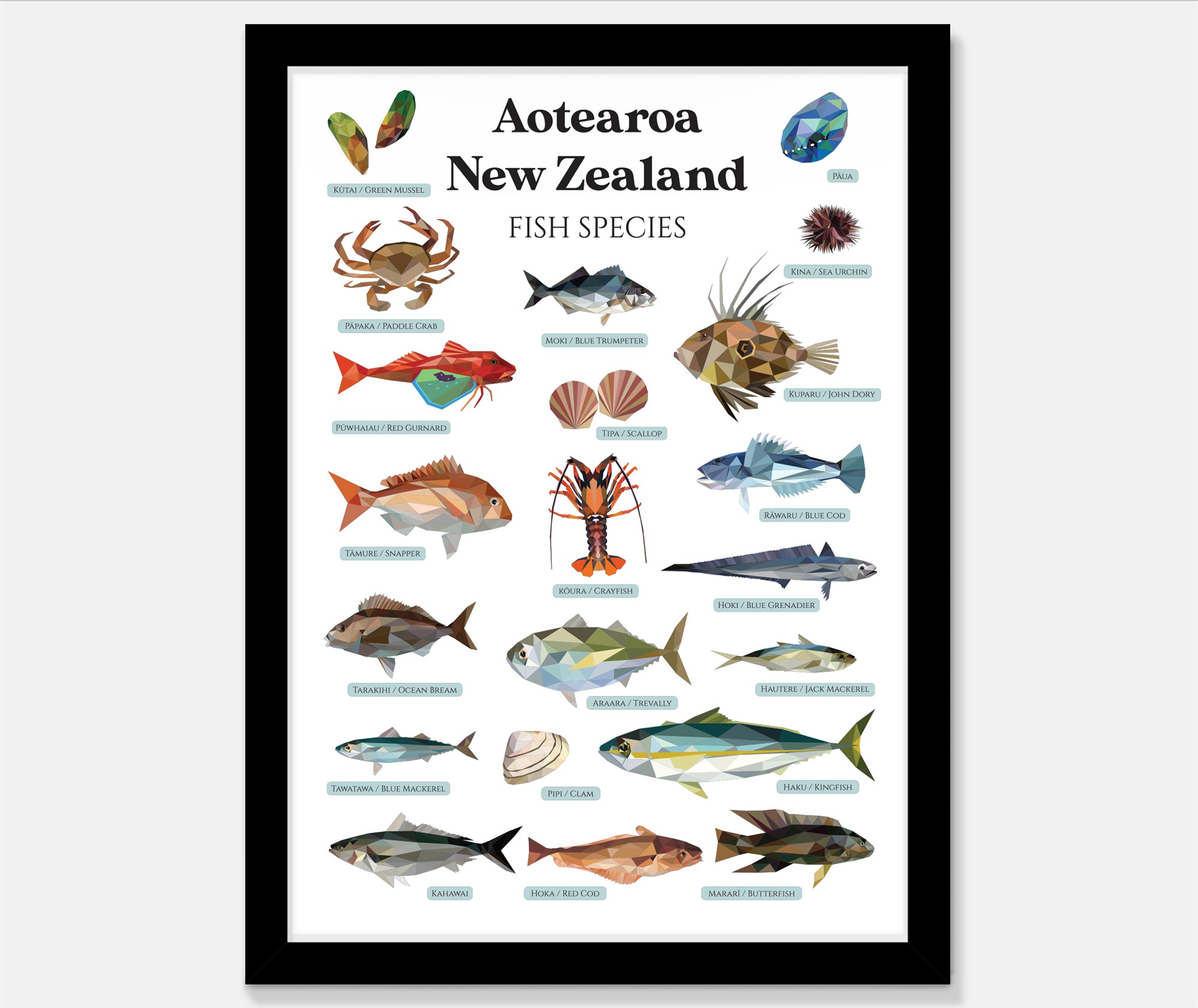 Aotearoa New Zealand Fish Species Art Print