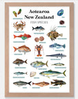 Aotearoa New Zealand Fish Species Art Print