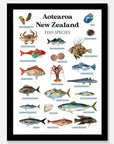 NZ Fish Species Art Print