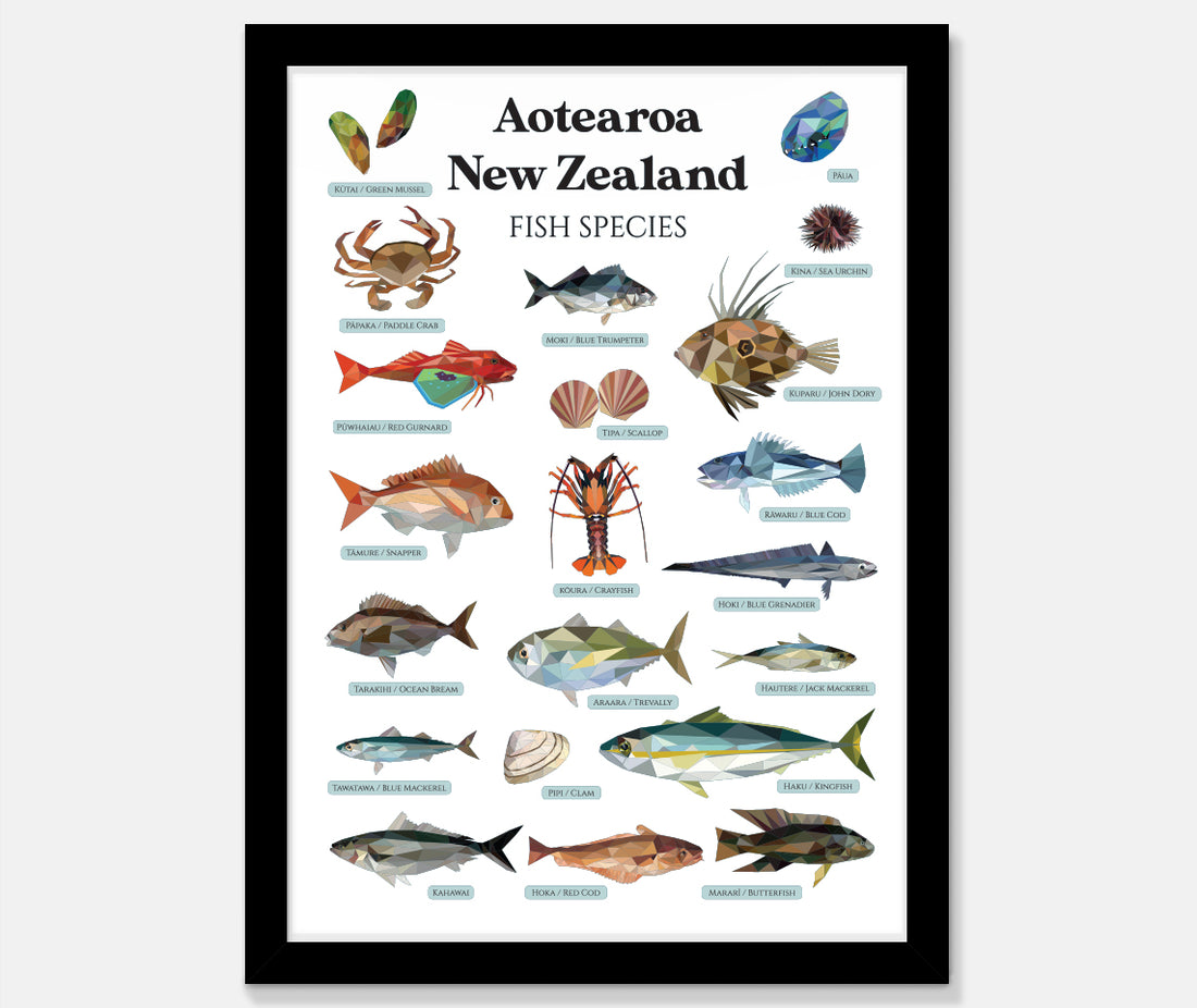 NZ Fish Species Art Print