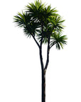 Cabbage Tree Wall Decal Your Decal Shop Wall Decal NZ