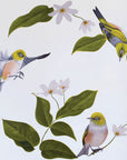 Wax Eyes In Native Clematis Wall Decal Your Decal Shop Wall Decal NZ