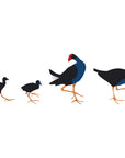 Pukeko family