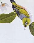 Wax Eyes In Native Clematis Wall Decal Your Decal Shop Wall Decal NZ