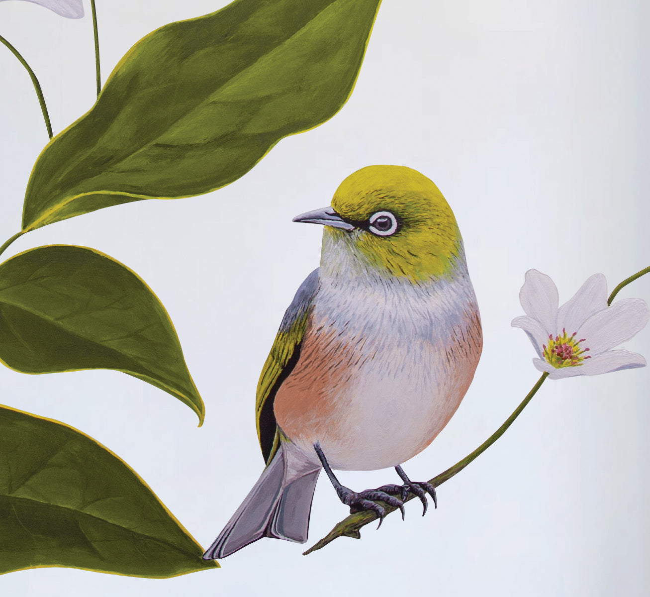 Wax Eyes In Native Clematis Wall Decal Your Decal Shop Wall Decal NZ