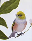 Wax Eyes In Native Clematis Wall Decal Your Decal Shop Wall Decal NZ