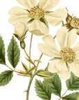 Ayrshire Rose Wall Decal