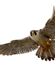 Falcon Wall Decal Your Decal Shop Wall Decal NZ