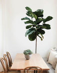 Fig Tree Wall Decal Your Decal Shop Wall Decal NZ