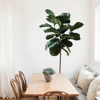 Fig Tree Wall Decal Your Decal Shop Wall Decal NZ