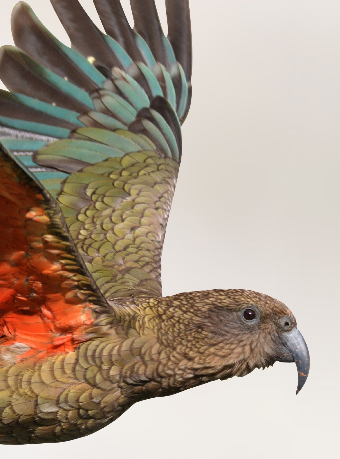Flying Kea Wall Decal