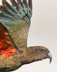 Flying Kea Wall Decal