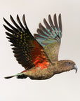 Flying Kea Wall Decal