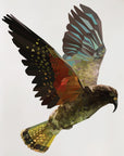 Geometric Kea Wall Decal Your Decal Shop Wall Decal NZ