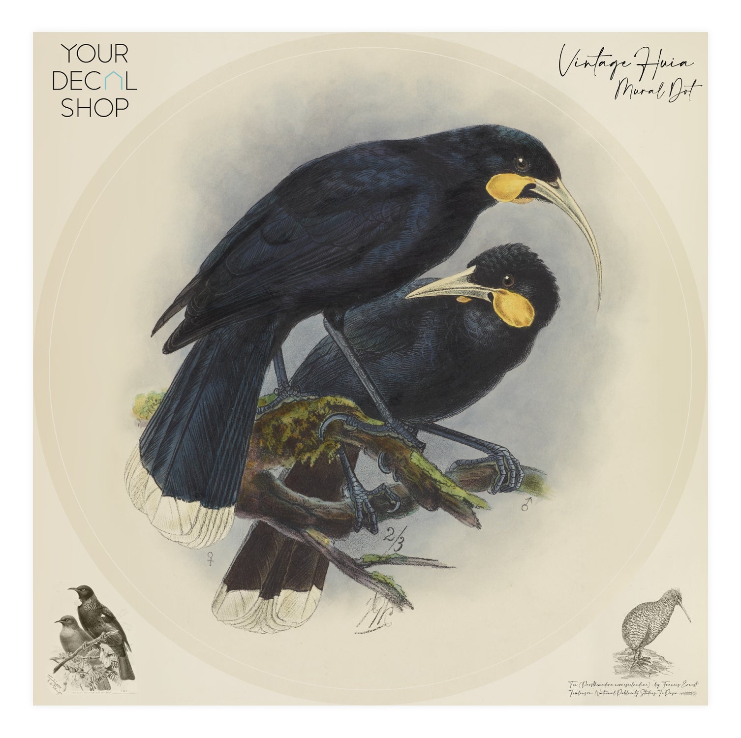 Vintage Huia Mural Dot Your Decal Shop Wall Decal NZ