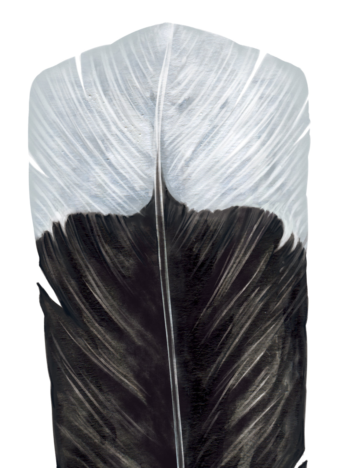 Huia Feather Wall Decal