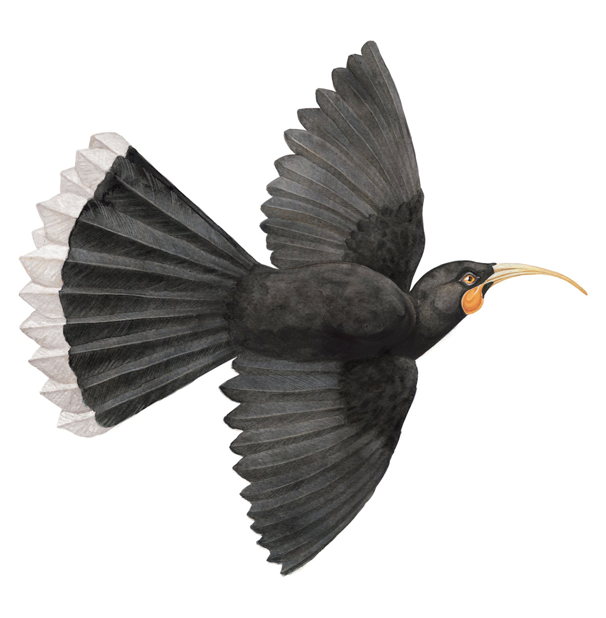 Flying Huia Wall Decal