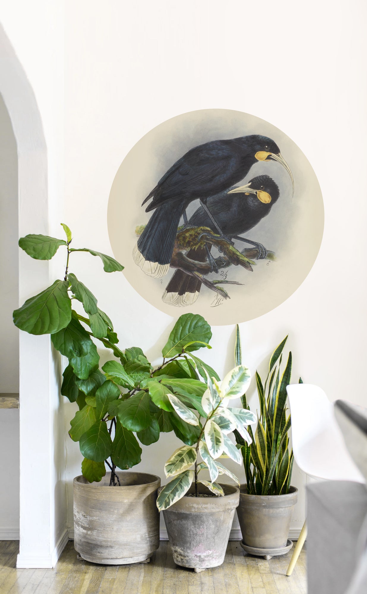 Vintage Huia Mural Dot Your Decal Shop Wall Decal NZ
