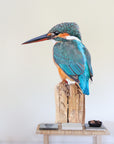 Kingfisher Wall Decal Your Decal Shop Wall Decal NZ
